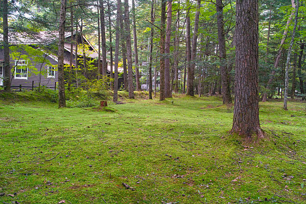Forest of Karuizawa villa ground stock photo