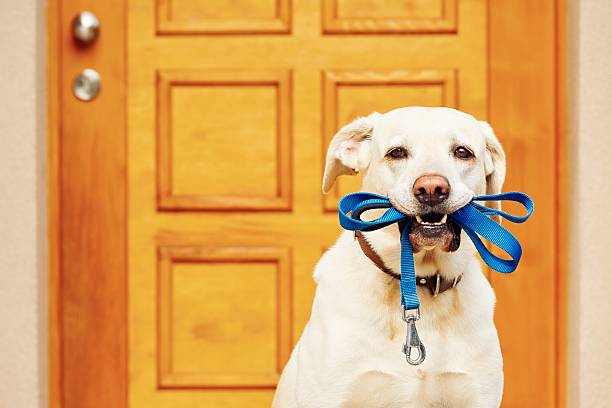 Dog with leash Labrador retriever with leash is waiting for walk pet leash photos stock pictures, royalty-free photos & images