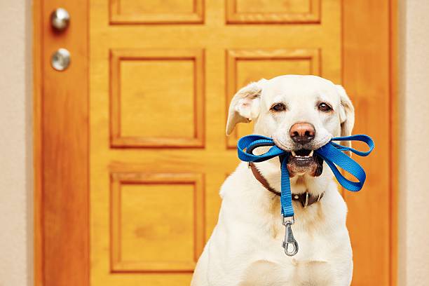 cachorro com coleira - trela - fotografias e filmes do acervo