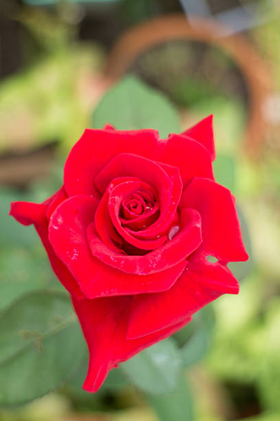 istock Beautiful red rose blooming in garden 495803206