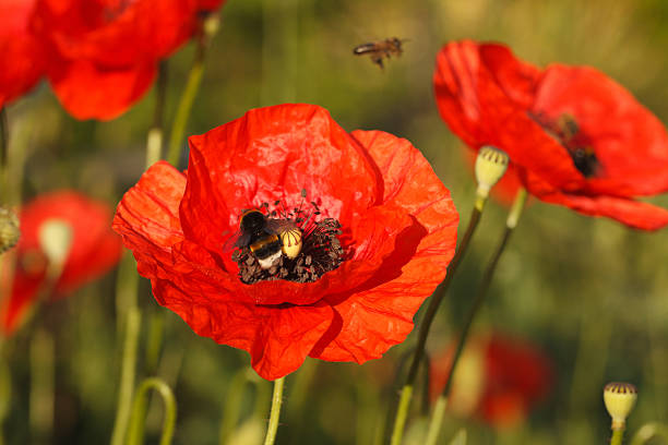 istock Flowering red poppies and bumblebee 495804352