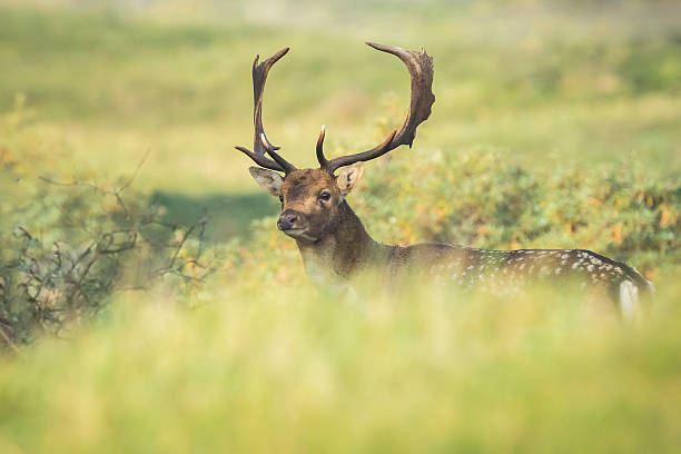 istock Fallow deer stag rutting in Autumn 495804486