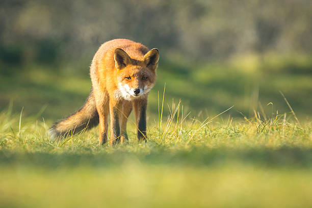 istock Wild red fox Autumn Colors 495804600