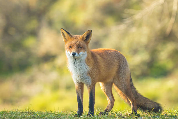 istock Wild red fox Autumn Colors 495804616