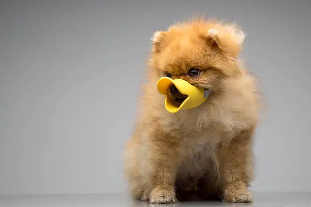 Photo of Dog Breed the Spitz dressed duck