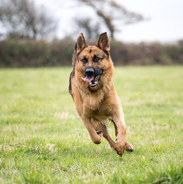 German Shepherd Dog action shot stock photo