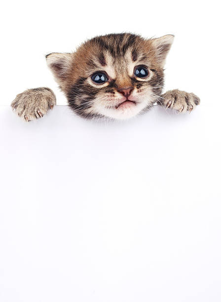 istock Pretty kitten peeking out of a blank sign 495807368