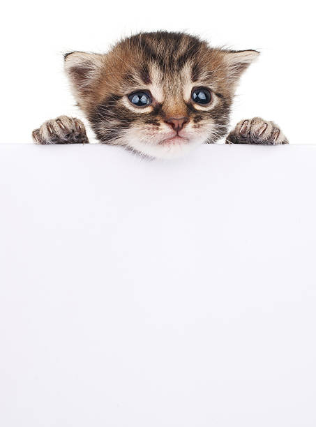 istock Pretty kitten peeking out of a blank sign 495807406