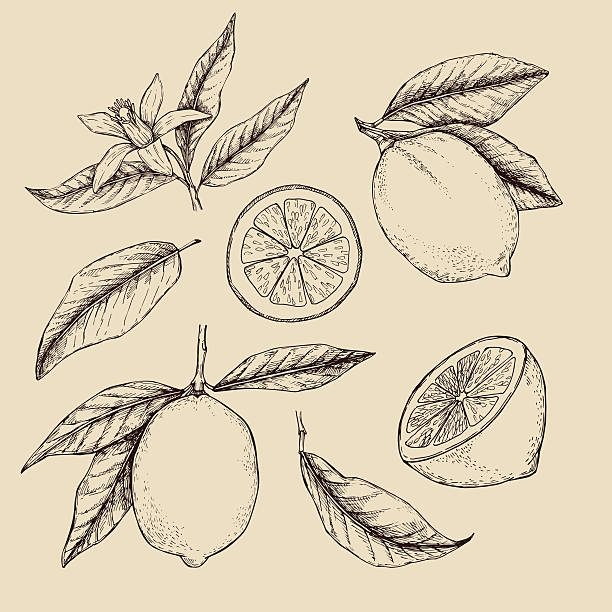 Hand drawn vector illustration - Collections of Lemons. Hand drawn vector illustration - Collections of Lemons. Branch with lemon. Lemon blossom citric acid stock illustrations