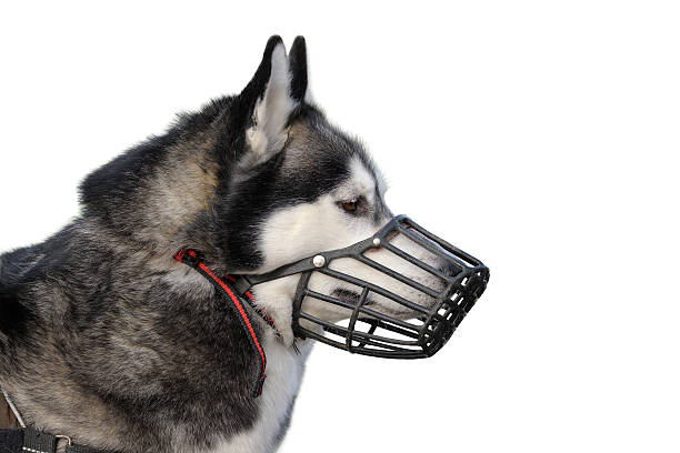 Dog with muzzle Siberian husky with muzzle isolated on white. restraint muzzle photos stock pictures, royalty-free photos & images