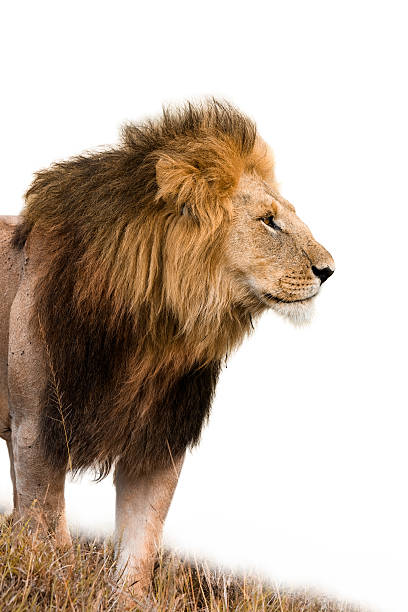 retrato de un hombre de león - animal macho fotografías e imágenes de stock