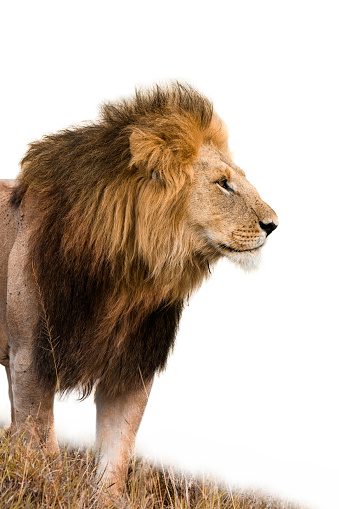 Big male lion isolated on white.