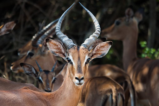 A impala in South Africa is watching for predators. This antelope is typical on south african safaris.