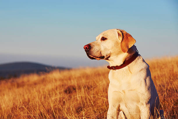 Dog on the trip in mountains