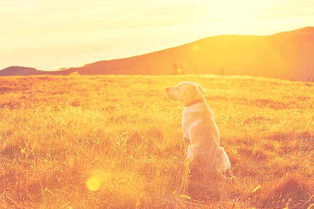 Yellow labrador retriever on the trip in mountains