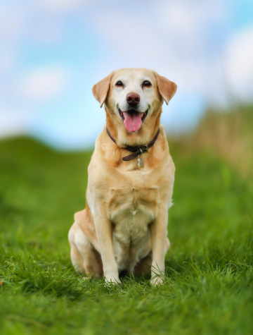 Shot of purebred dog. Taken outside on a sunny summer day.