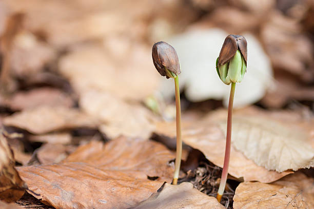 beechnuts stock photo