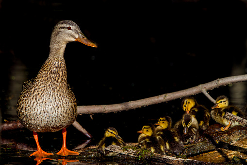 Female Mallard duck and babys