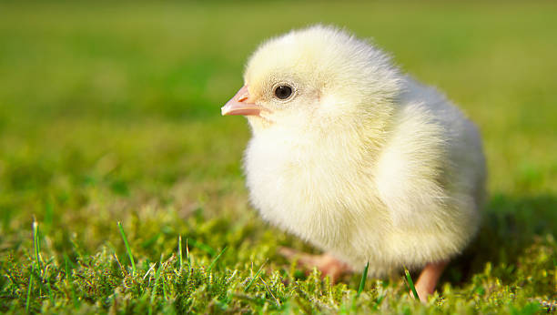 istock Little chick on green meadow 495811448