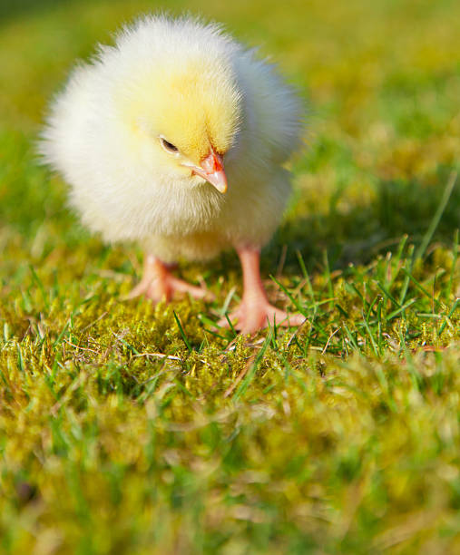 istock Cute little chick on green meadow 495811518