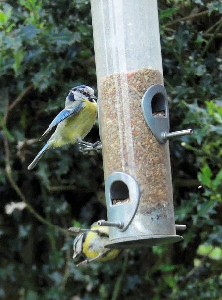 istock Blue Tit Flight to food 8 495811601