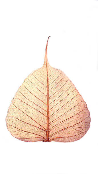 Dry Bodhi tree leaf Dry Bodhi tree leaf banyan tree peepal tree leaf stock pictures, royalty-free photos & images