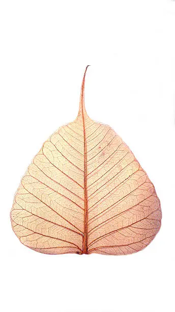 Dry Bodhi tree leaf