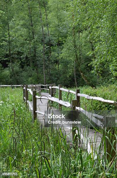 Woodland Boardwalk Stock Photo - Download Image Now - Curve, England, Footpath