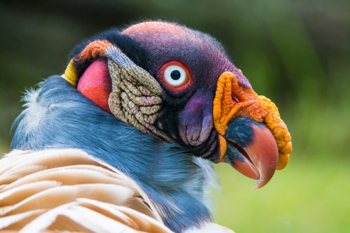 Closeup portrait of a King vulture (Sarcoramphus papa)