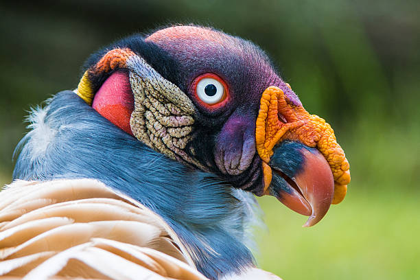 King vulture (Sarcoramphus papa) Closeup portrait of a King vulture (Sarcoramphus papa) ugly animal stock pictures, royalty-free photos & images