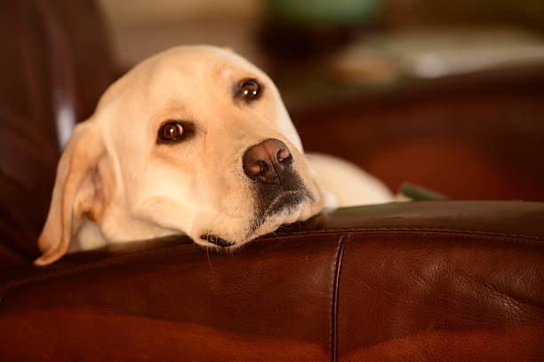 istock Dog Resting In Chair 495811843