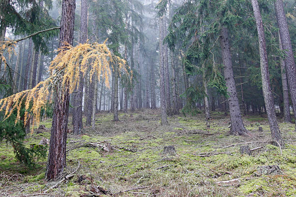 istock Autumn coniferous forest in the morning mist 495811904