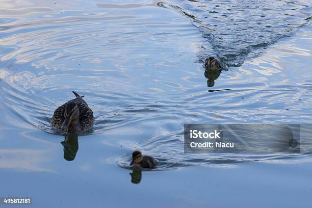 Ducks Swimming Stock Photo - Download Image Now - ALAS Foundation, Animal, Animal Wildlife