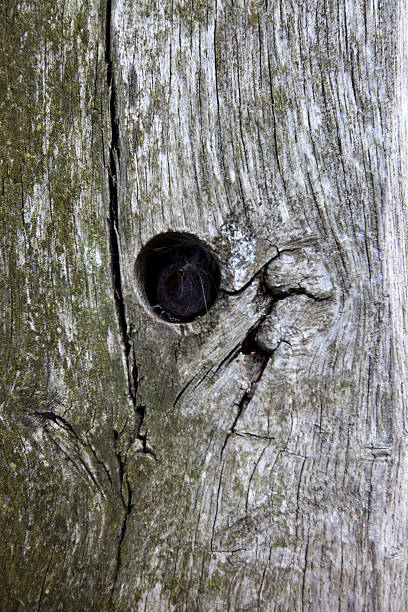istock Full frame shot of tree trunk with hole 495812633