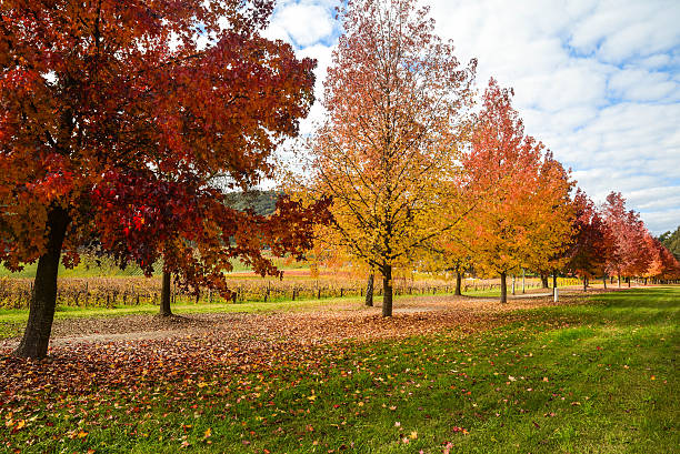 istock Golden Autumn landscape 495812817