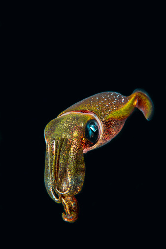 A reef squid in Komodo