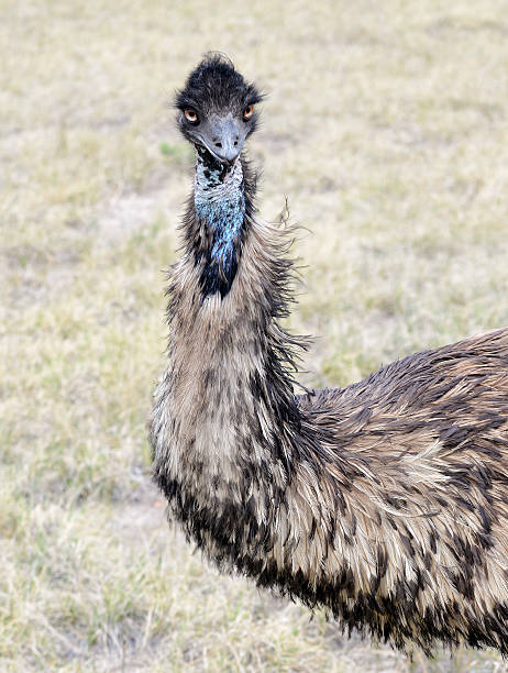 istock Emu, Close-up portrait, Australia 495813561