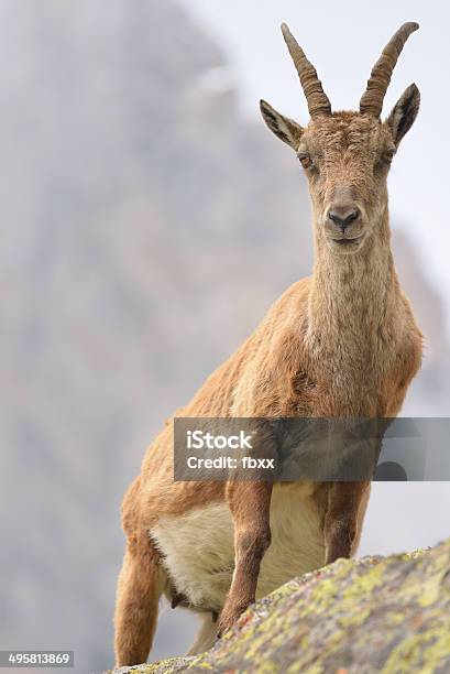 Pregnant Ibex Stock Photo - Download Image Now - Alertness, Animal, Animal Body Part