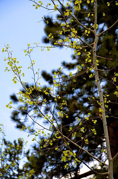 New Aspen leaves in Spring stock photo