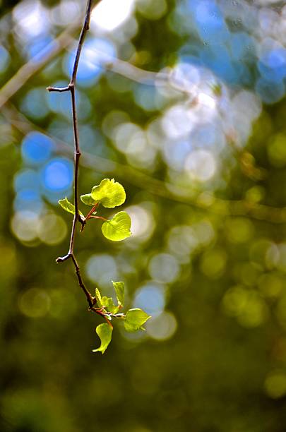 New Aspen blooms on branch stock photo
