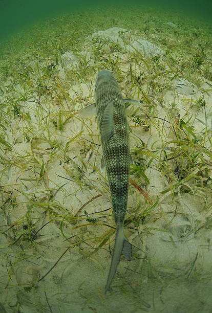 istock bonefish is swimming in the grass flats ocean 495814201