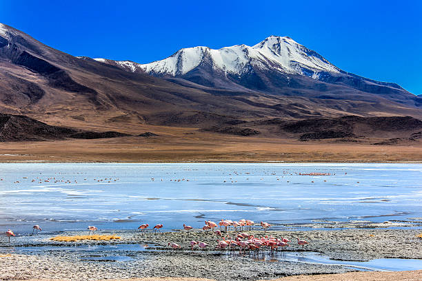 istock Flamingoes in Laguna Verde ,Bolivia 495815047