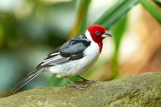 Red cowled Cardinal in its natural habitat