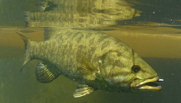 smallmouth bass pescado - smallmouth bass fotos fotografías e imágenes de stock