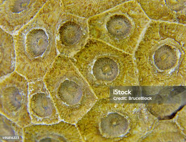 Devonian Coral Fossil Stock Photo - Download Image Now - Circle, Coral - Cnidarian, Devonian