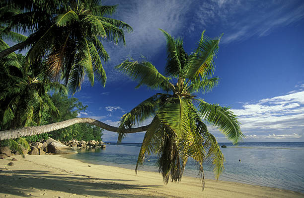 istock INDIAN OCEAN SEYCHELLES THE DIKE 495816535