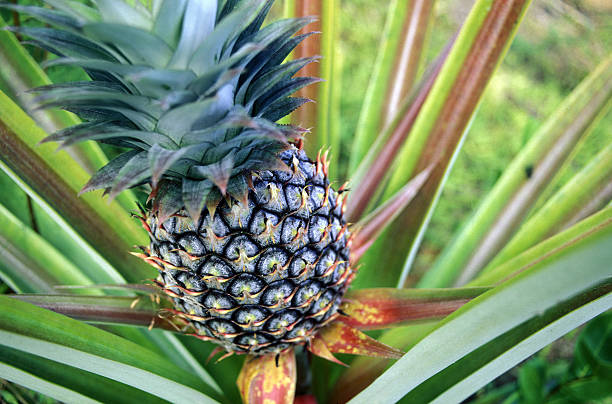 istock SEYCHELLES PINEAPPLE PINEAPPLE PLANTATION 495816571