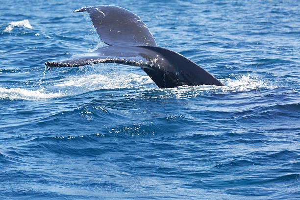 istock Humpback whales tail emerges from water 495816699