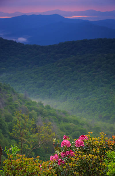 istock Sunrise Blue Ridge parkway rhododendron 495817857