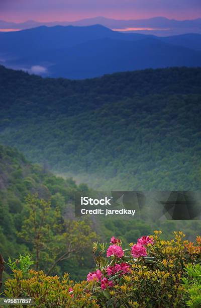 Sunrise Blue Ridge Parkway Rhododendron Stock Photo - Download Image Now - Asheville, Vertical, Mountain